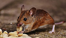 24 Hour & Emergency Exterminators in Columbus, PA